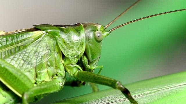 Extreme close-up macro of green grasshopper (Tettigonia viridissima) right after the rain with raindrops on the green body.