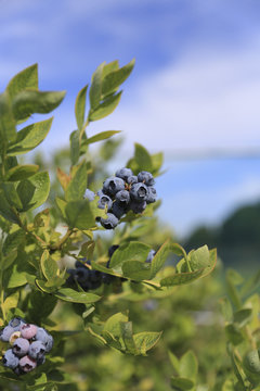 ブルーベリー畑