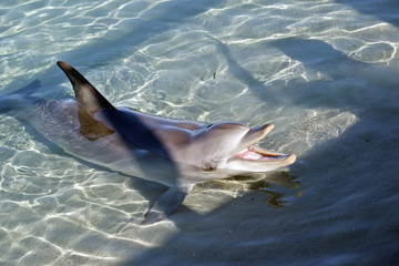 dolphin