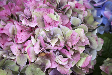 the Pink hydrangea close-up as a garden decoration. a bouquet for the bride