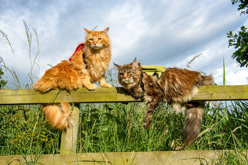 Maine Coon cats lounging on a fence in the countryside wearing backpacks