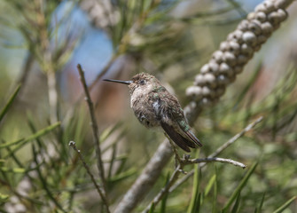 Allen's Hummingbird at Golden Gate Park