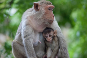 Naklejka premium 可愛いサル