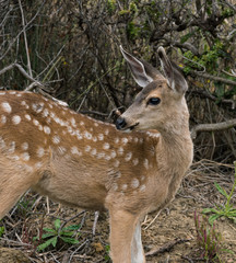 The Deer Lookback