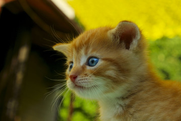 Kitten. Cute kitten in the park. Kitten over nature background. Cropped shot of kitten.
