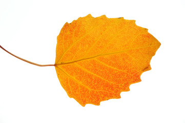 close up on autumn red leaf texture