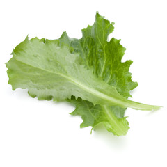 Close up studio shot of fresh green endive salad leaf isolated on white background.