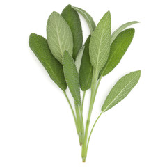 Sage herb leaves  bouquet isolated on white background cutout. Top view.