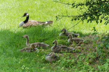 Canadian or Canada Geese WIth Goslings On Land in Spring
