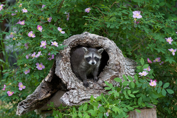 Baby Raccoon