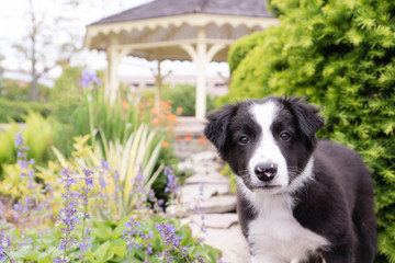 Puppy in the garden