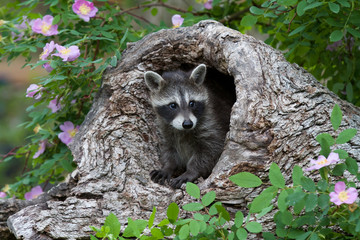 Naklejka premium Baby Raccoon