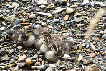 丸くなって休むカルガモのヒナ