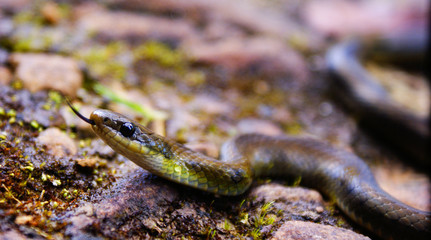 Snake with blur