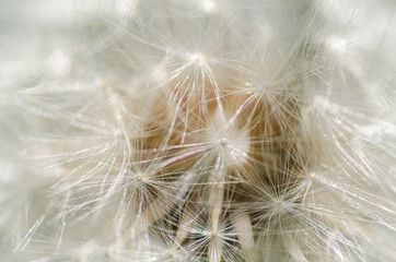 Dandelion macro detail
