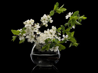 Plum flowers in glass vase