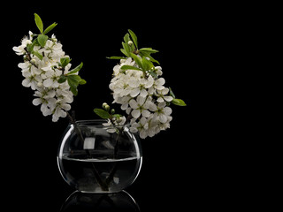 Plum flowers in glass vase