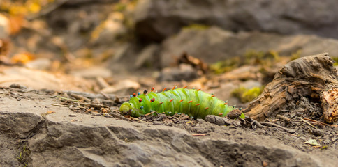 Noctua Pronuba (Large Yellow Underwing) Moth in its larva state as a green caterpiller.