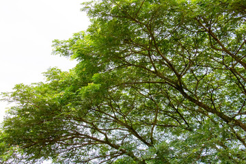 green leaf of treetop and branch with sky