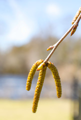 Spring Blooms 