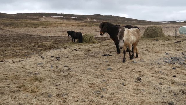 Friendly Icelandic horse walks towards the camera