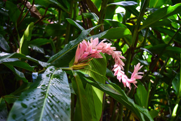 Kauai Exotic Pink Bloom