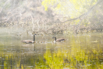 Candian or Canada Geese WIth Goslings Swimming on a Foggy, Quiet Pond.