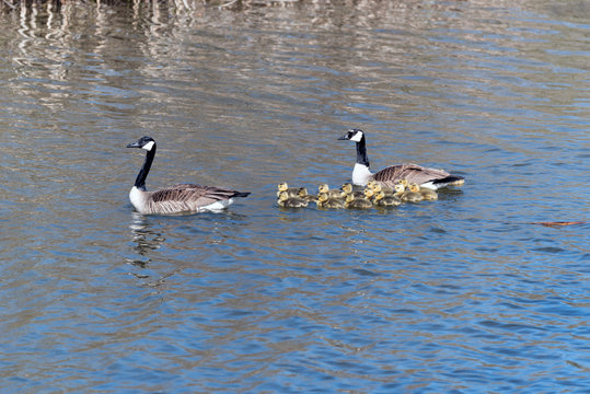 Candian or Canada Geese WIth Goslings Swimming on a Quiet Pond.