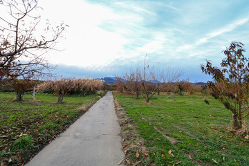 Apple tree in authumn or fall season.
