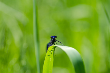 Dragonfly macro detail
