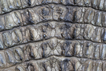 close up crocodile leather