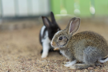 little rabbit