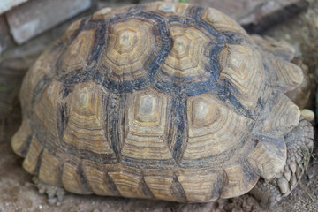 Fototapeta premium Asian breed turtles in the zoo