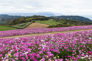 Cosmos flower farm
