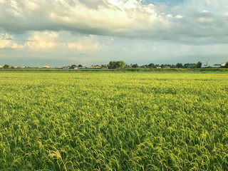 nice rice field at evening