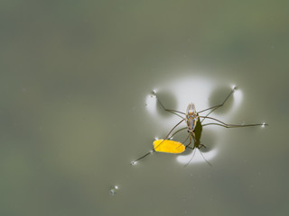 The Water Insect Light around Perched on Old Leaf