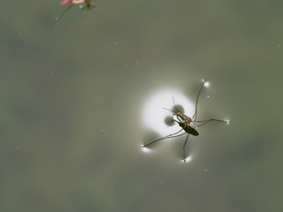 The Water Insect Light around Perched on Old Leaf