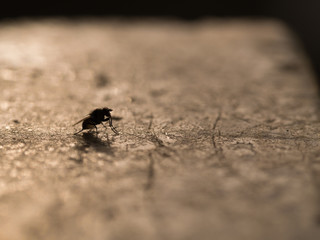 The Silhouette Fly Cleaning Legs