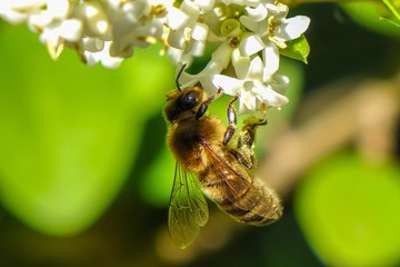 Abeille