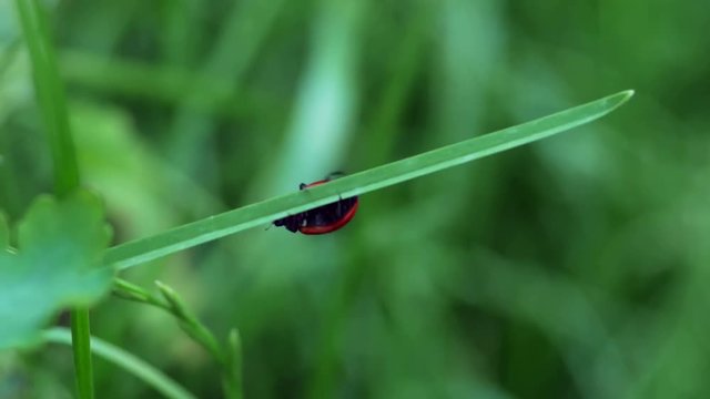 A red ladybird (Coccinella septempunctata) walking on a blade of grass.