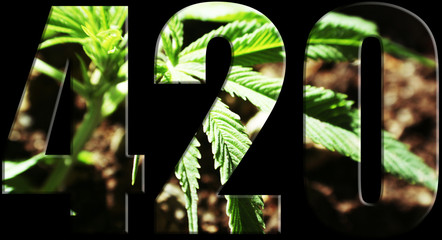 Marijuana 420 Logo With Black  Background 