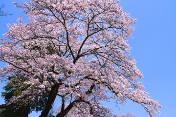 富士山と桜