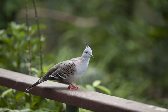Crested pigeon