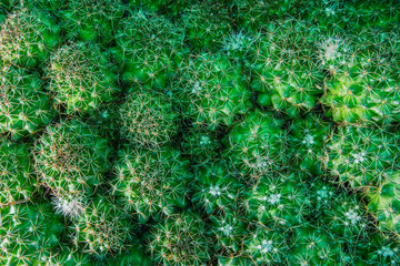 top view green cactus texture background with long thorns