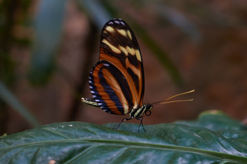 Butterfly on green leaf