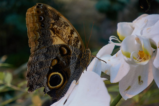 Butterfly on white flower