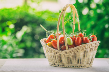 Healthy fruit with fresh Red Sweet tomatoes in a bamboo basket (Cherry Tomato Seeds)