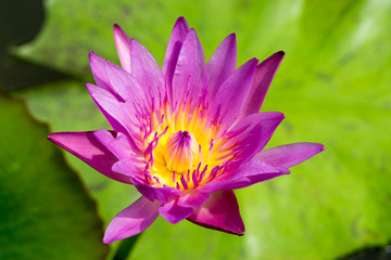 Close up lotus.