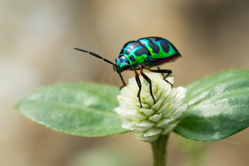 Green beetle on flower.