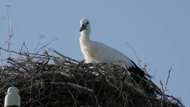 Baby bird of a white stork in a nest with the feathers moving not to wind